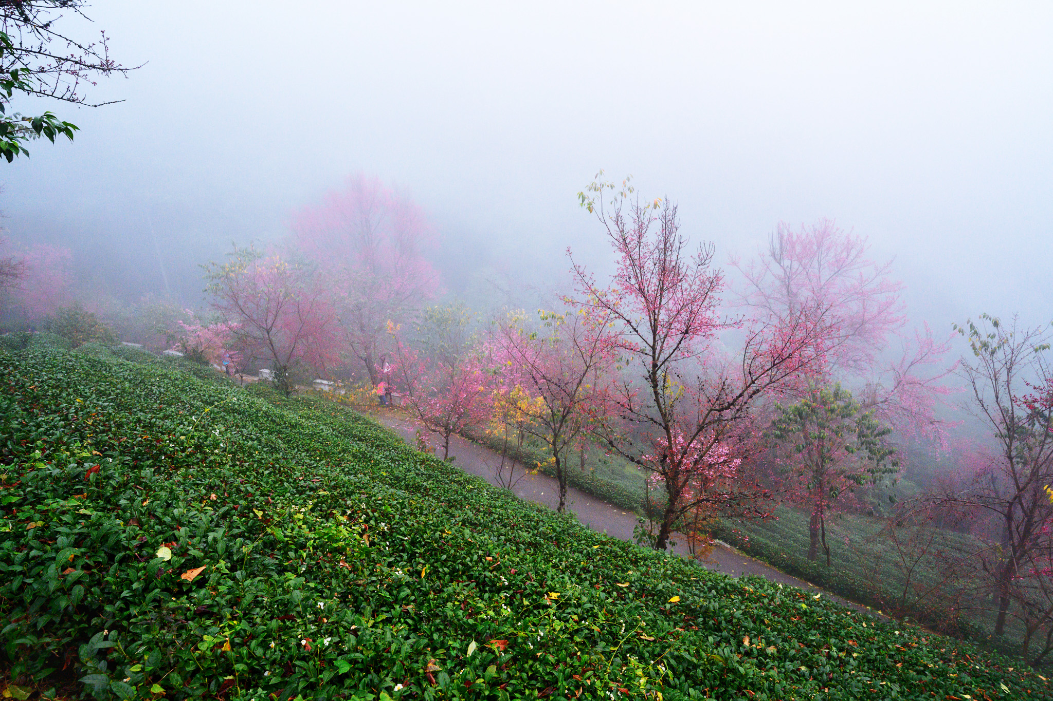 无量山冬樱花