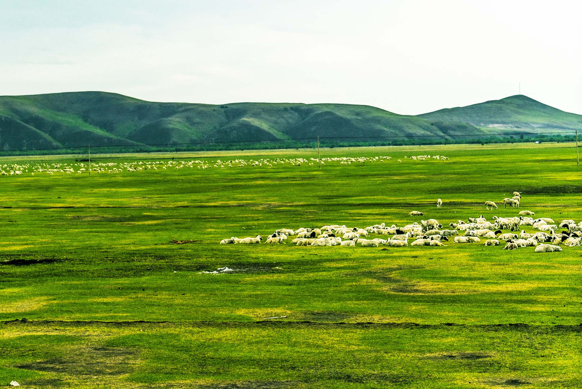 草原有了网，手机能放羊——看呼伦贝尔大草原牧民生活变了样_内蒙古
