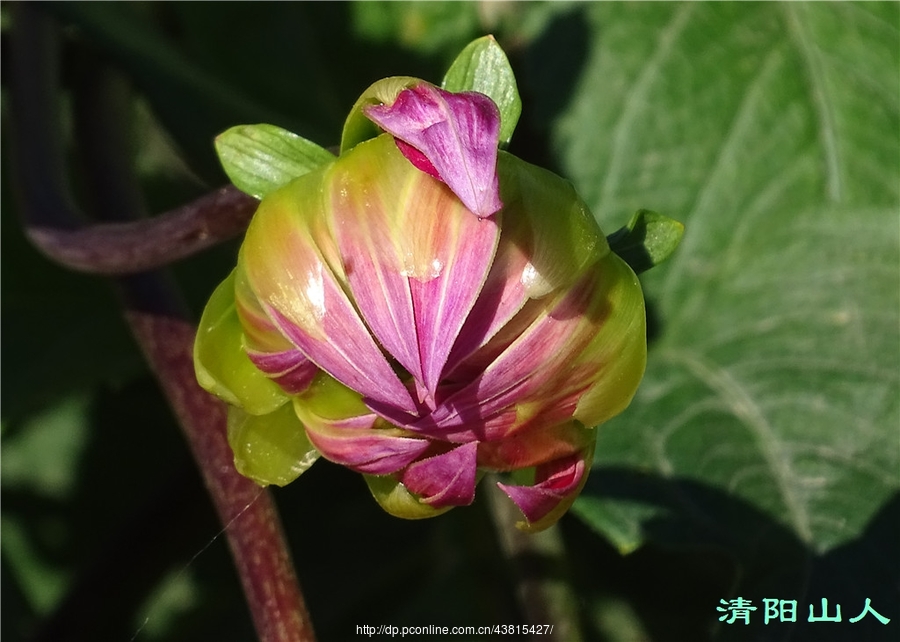 宝清县风景【大丽菊】清阳山人