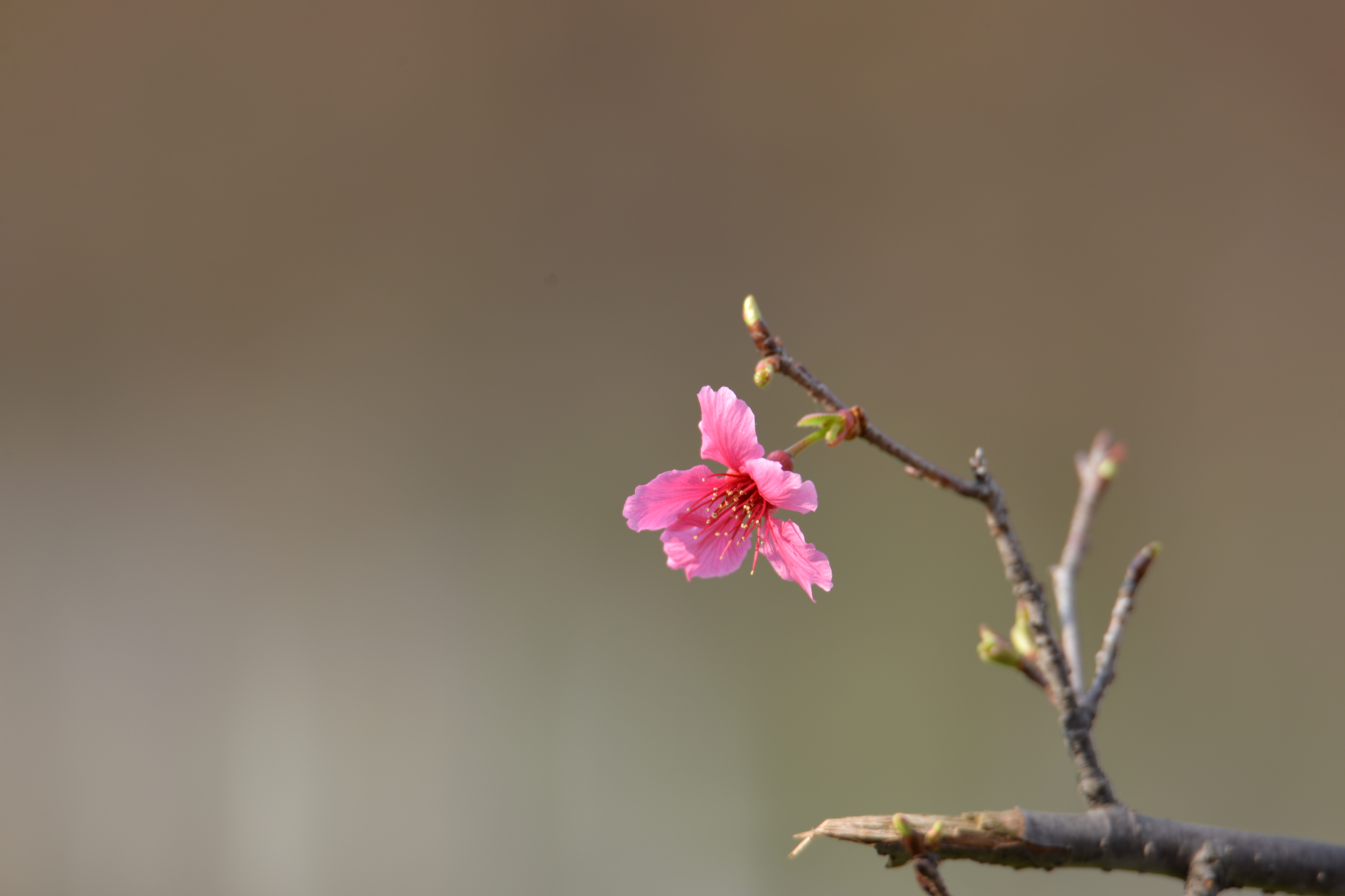 桂城映月湖樱花