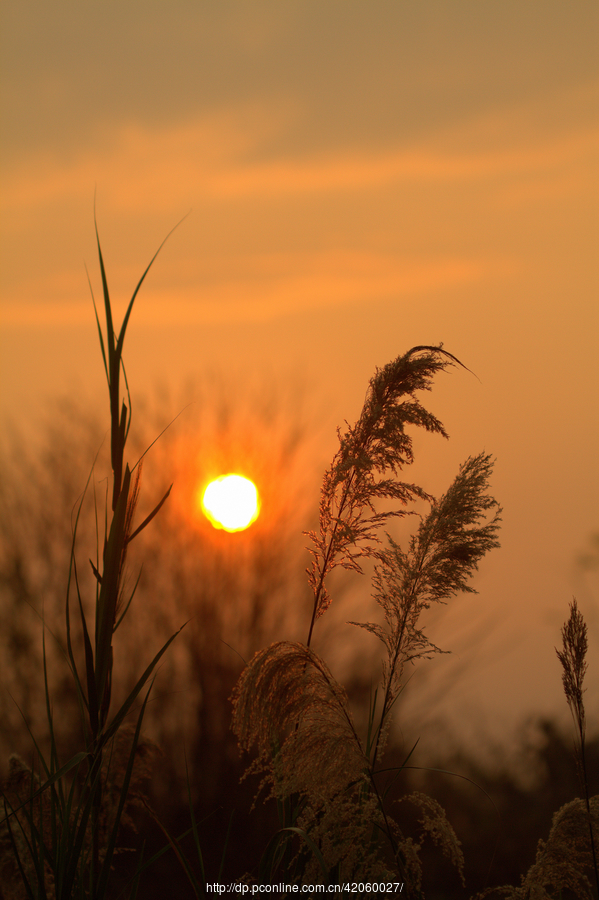 【原野夕阳】