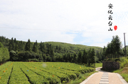 安化云台山风景区的茶园景观