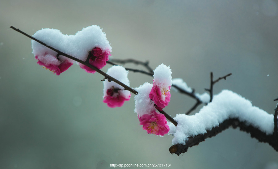 【雪梅摄影图片】生态摄影_太平洋电脑网摄影部落