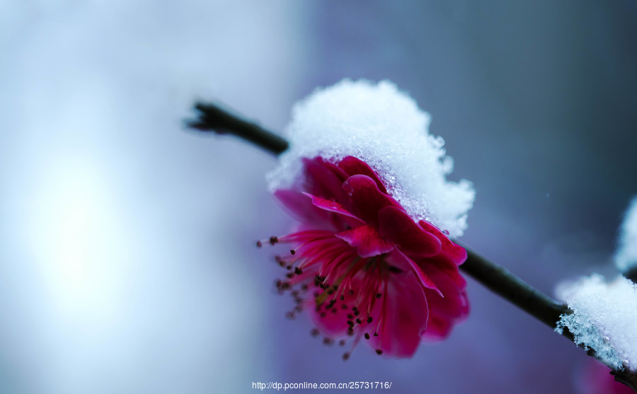 【雪梅摄影图片】生态摄影_太平洋电脑网摄影部落