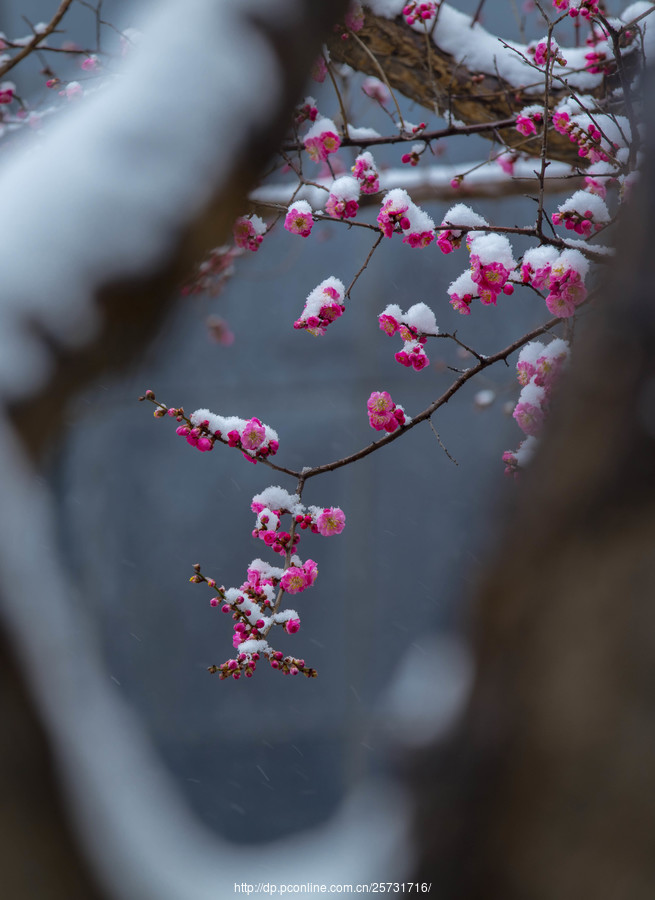 雪梅