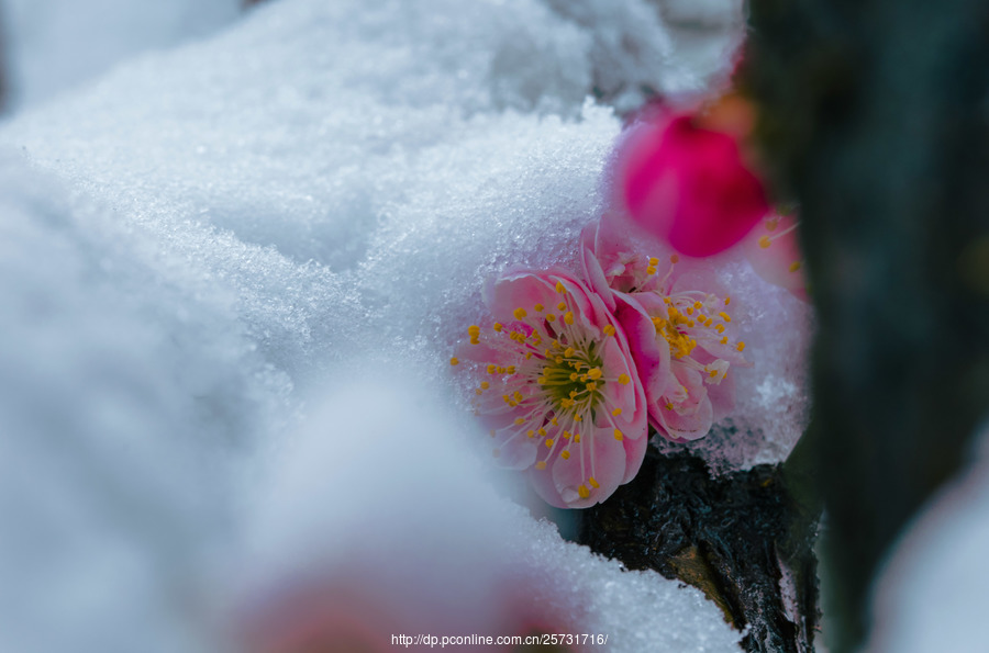 雪梅