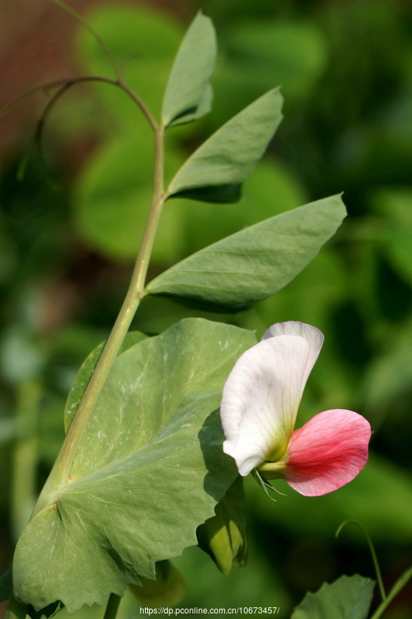 红蝴蝶——红色豌豆花