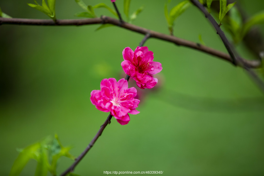 又是一年桃花开