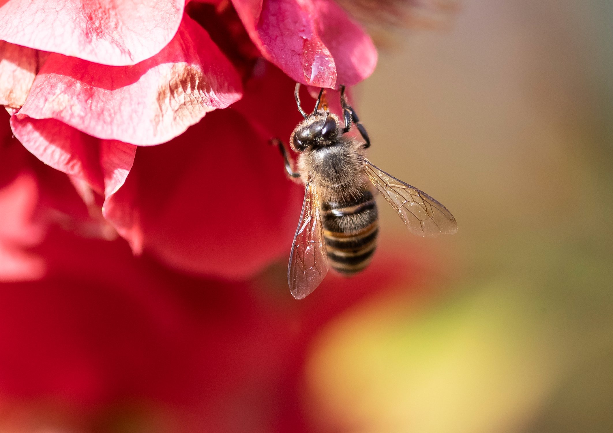 蜜蜂在白三叶花采蜜4k壁纸_4K风景图片高清壁纸_墨鱼部落格