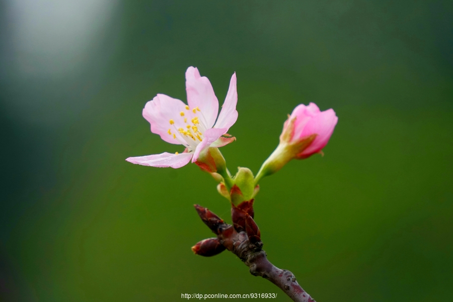 樱花