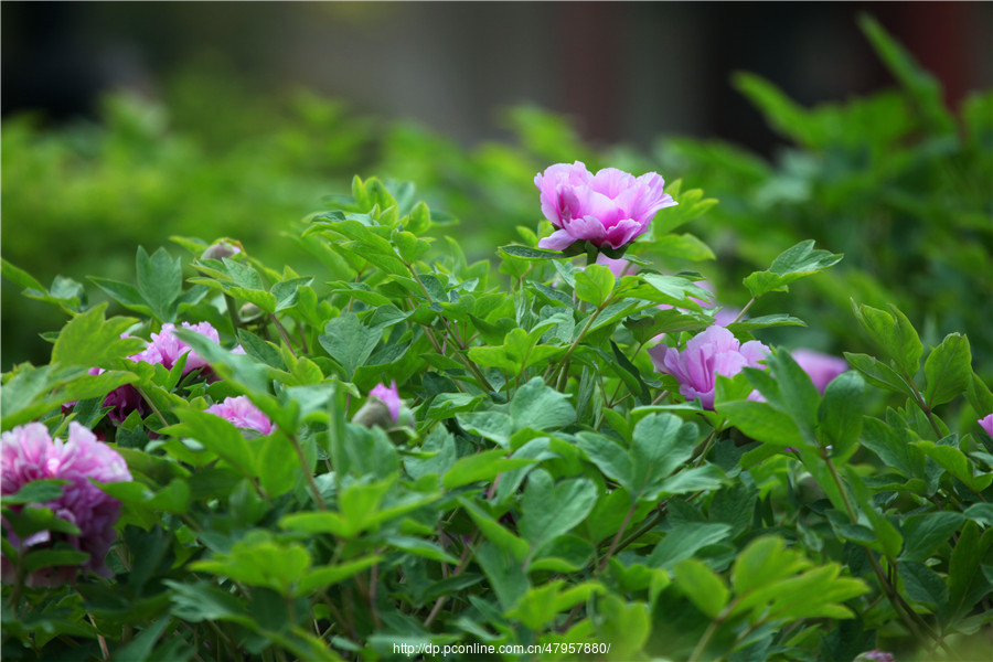 洛阳王城公园百花盛开