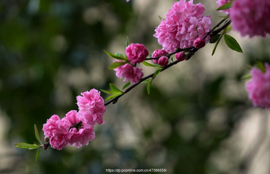 姹紫嫣红—桃花