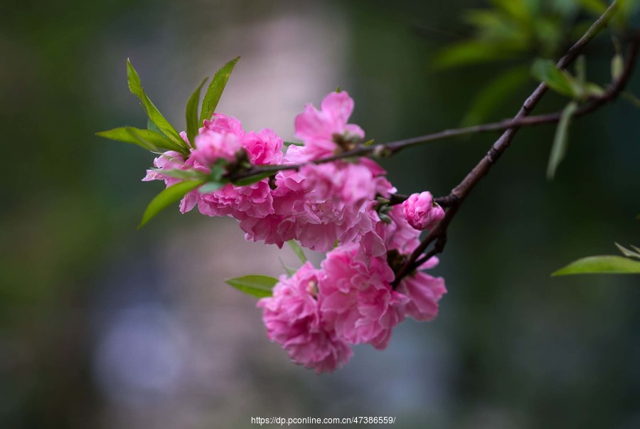 姹紫嫣红—桃花