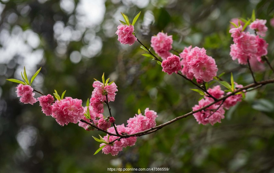 姹紫嫣红—桃花