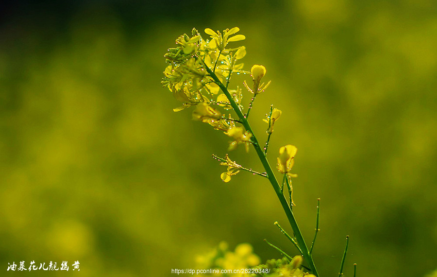 雨后拍油菜花