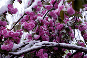 樱花浴雪花靓丽，雪雅樱花俏紫透。