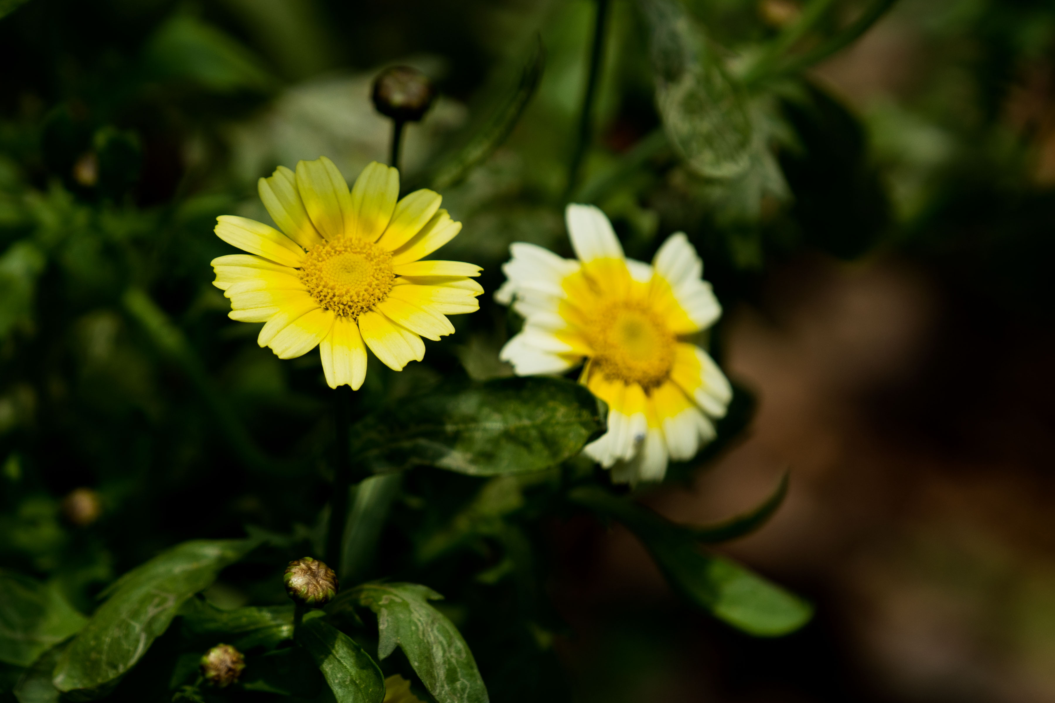 茼蒿菜花