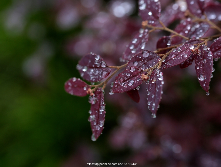 一场春雨后