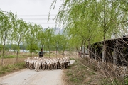 路遇一群羊