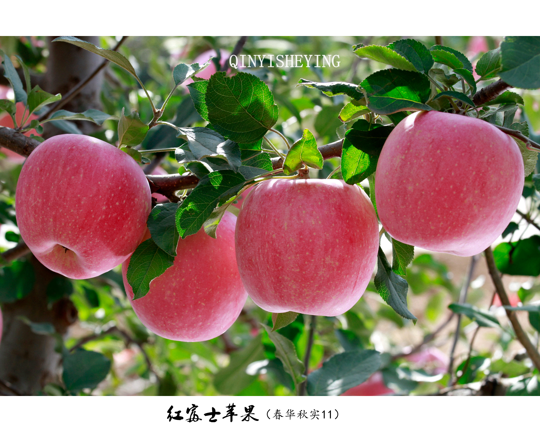 红富士 苹果&迪芃美食摄影|摄影|产品|迪芃摄影 - 原创作品 - 站酷 (ZCOOL)