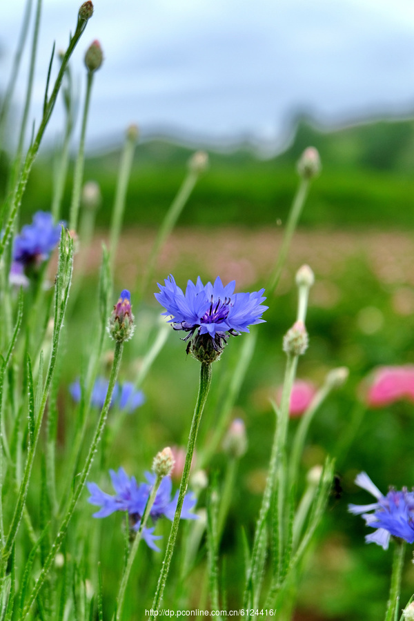 蓝花矢车菊