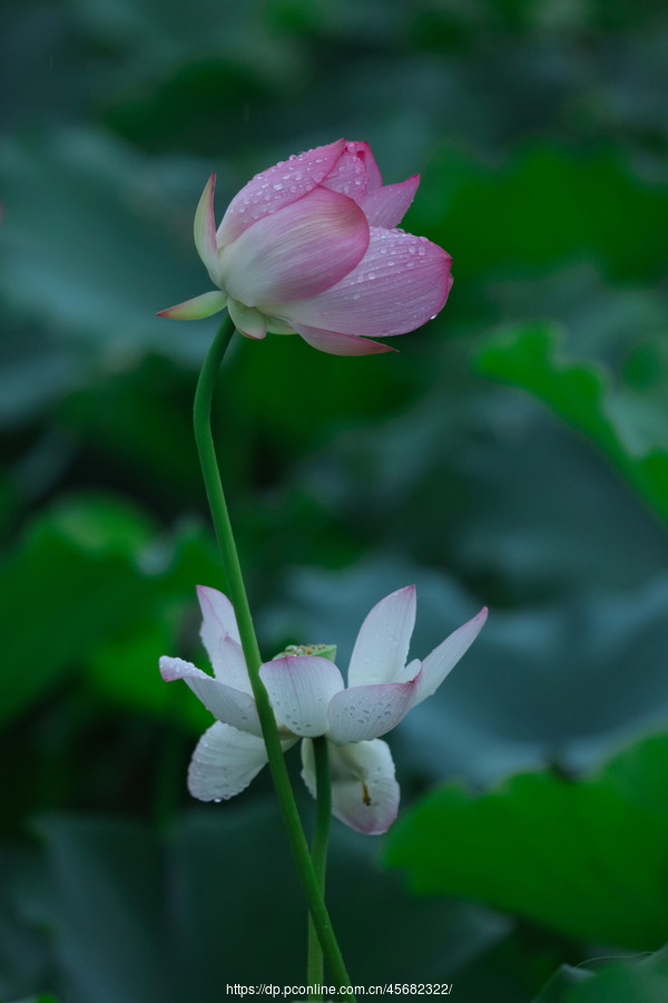 【荷花摄影图片】生态摄影_太平洋电脑网摄影部落