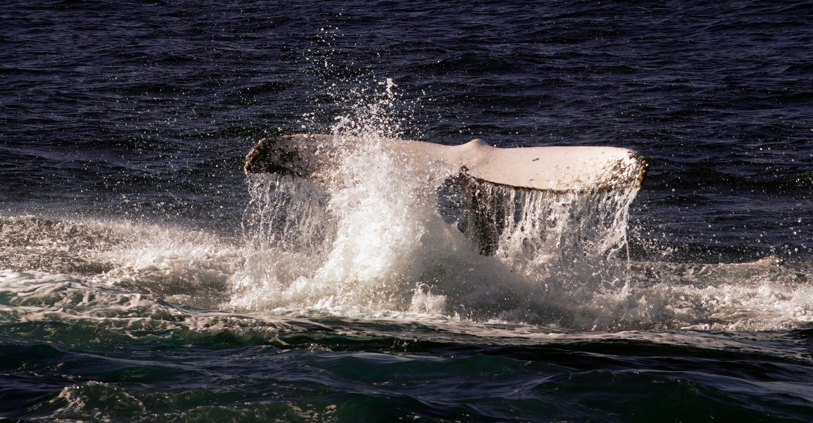 全球新增两个鲸豚遗产地 助推海洋动物保护及旅游业可持续发展|鲸豚|达纳|拉戈_新浪新闻