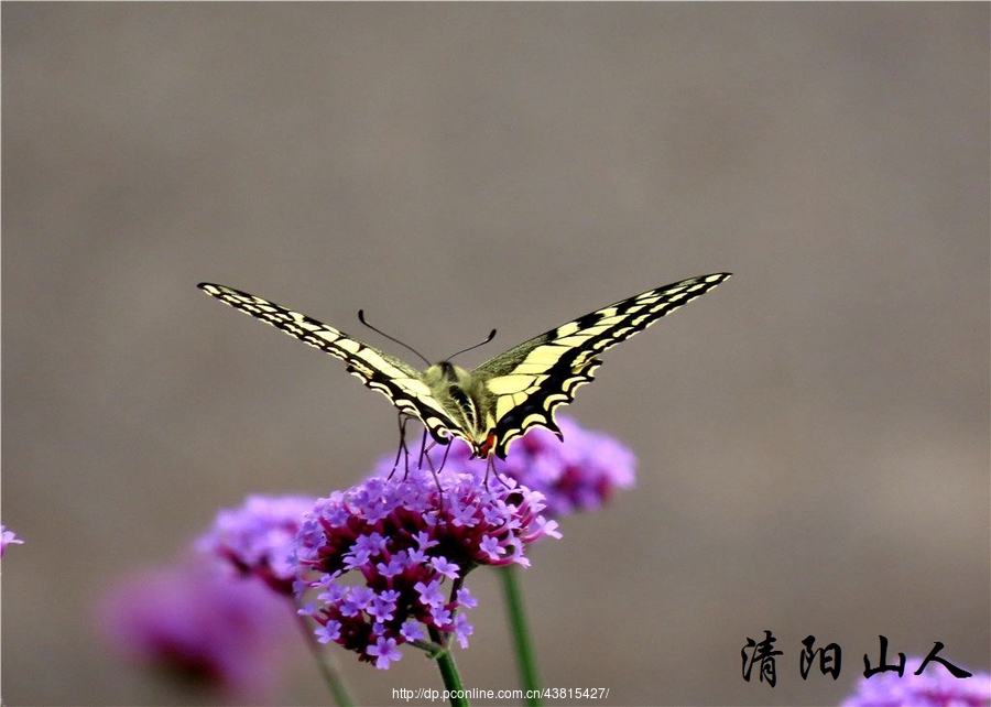 宝清县风景蝴蝶【蝴蝶 6】清阳山人