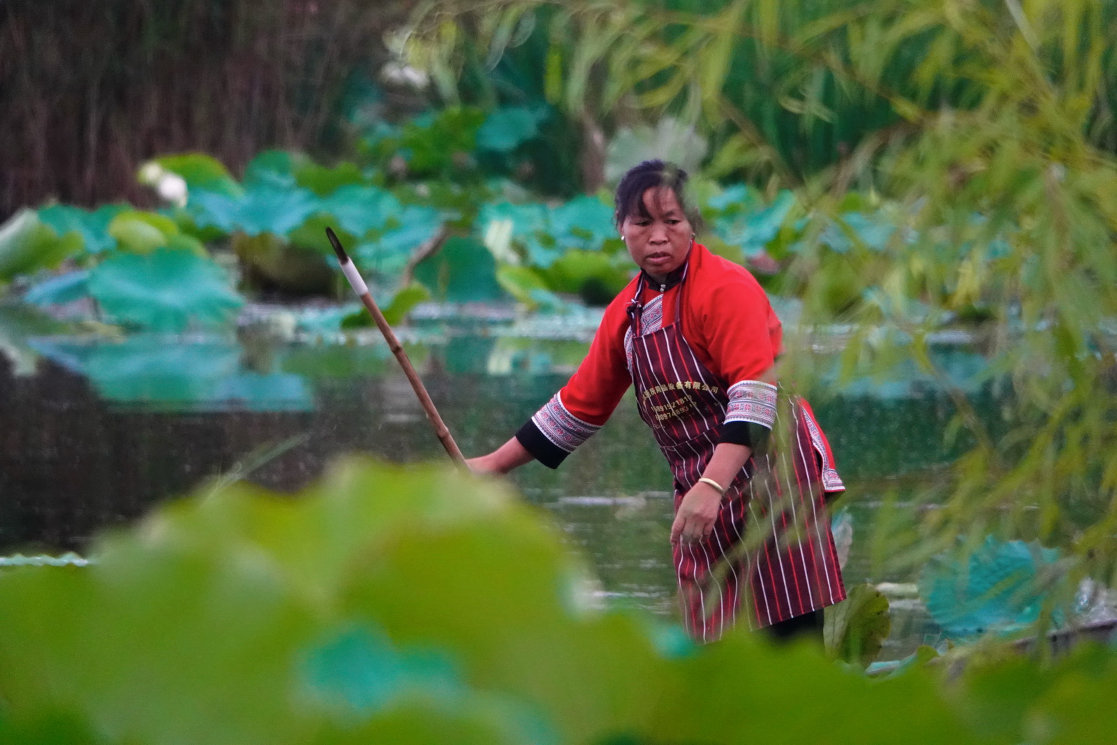 越南农民利用水稻对河内有场.高清摄影大图-千库网