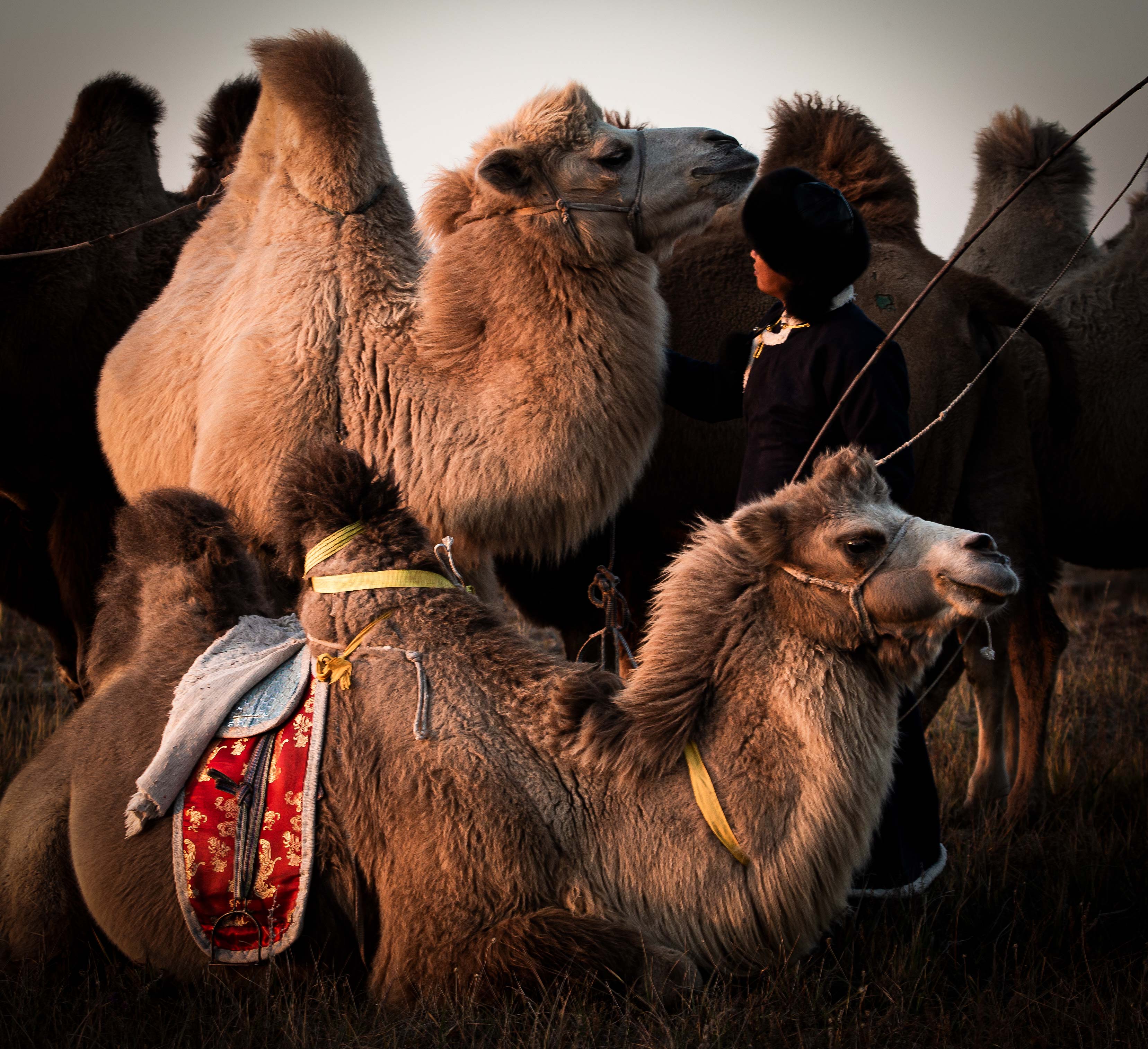 骆驼节|摄影|风光|浑善达克 - 原创作品 - 站酷 (ZCOOL)