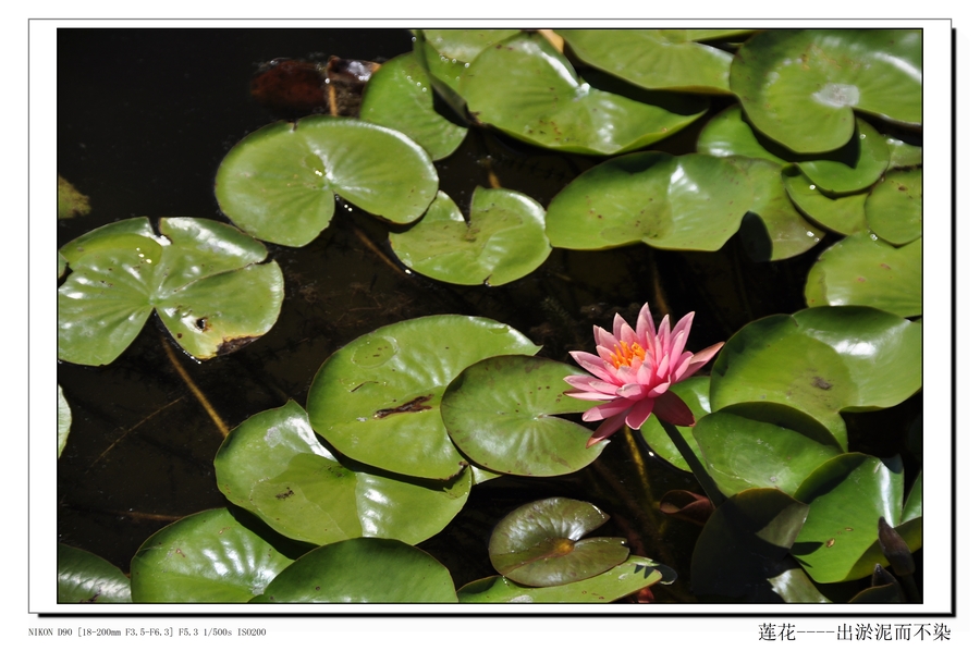 水芙蓉nelumbonucifera