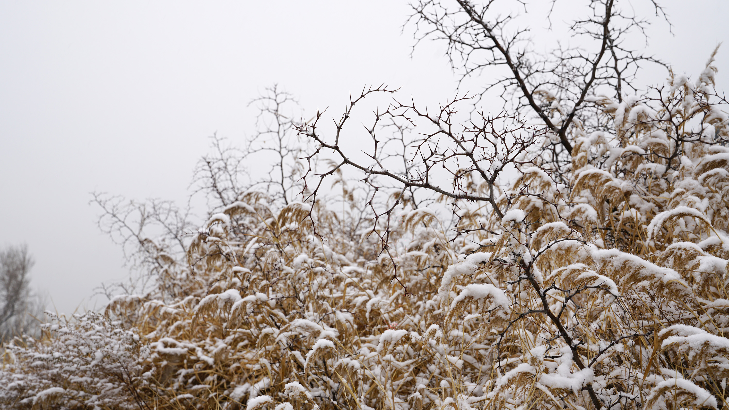 【雪天雪地雪景摄影图片】风光摄影_运城市新闻广告策划有限公司董应