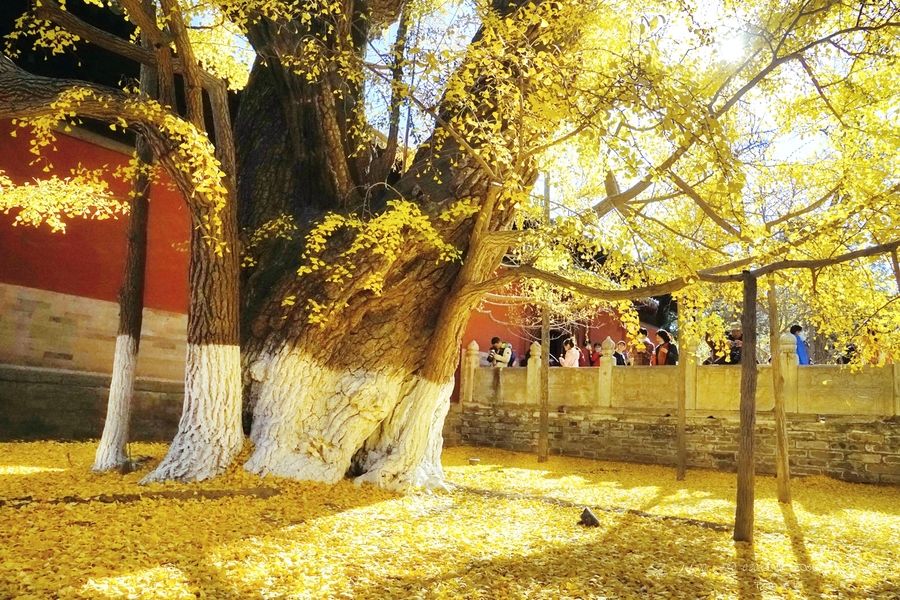 千年大觉寺千年银杏树