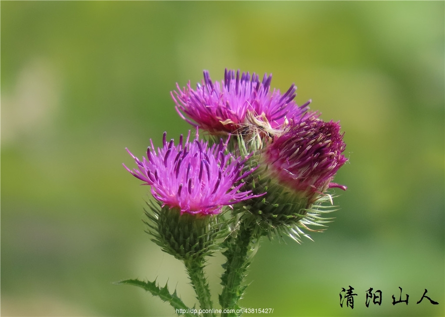 宝清县风景【野红花】清阳山人