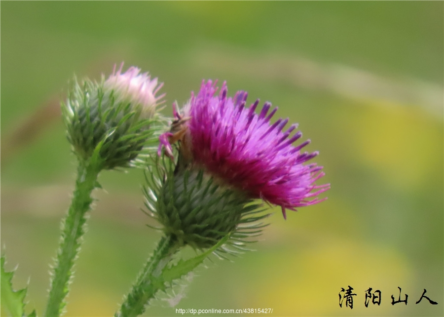 宝清县风景【野红花】清阳山人