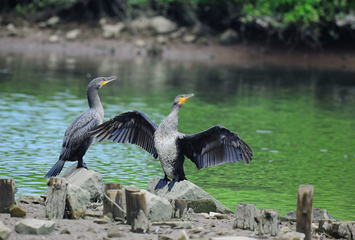 普通鸬鹚-黄河湿地鸟类-图片