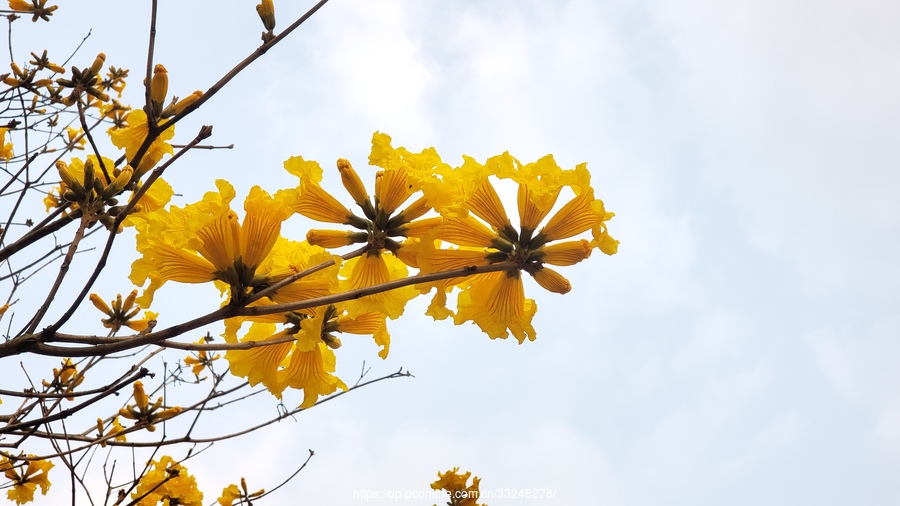 黄花风铃木