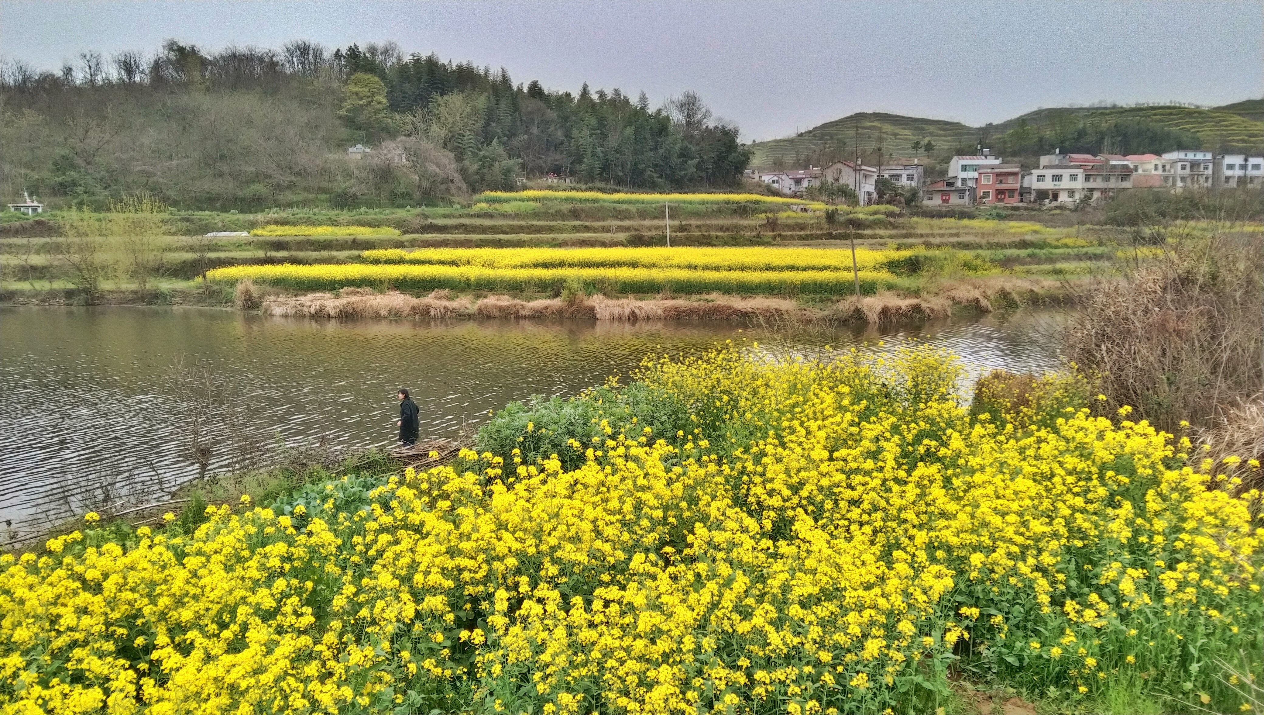 【城山油菜花摄影图片】风光摄影_红山传人视觉_电脑