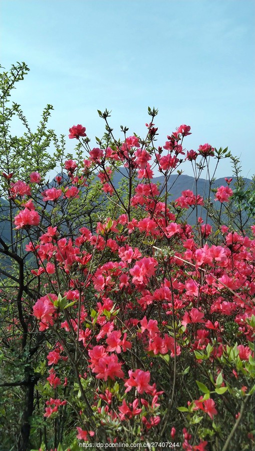 杜鹃花映山红遍