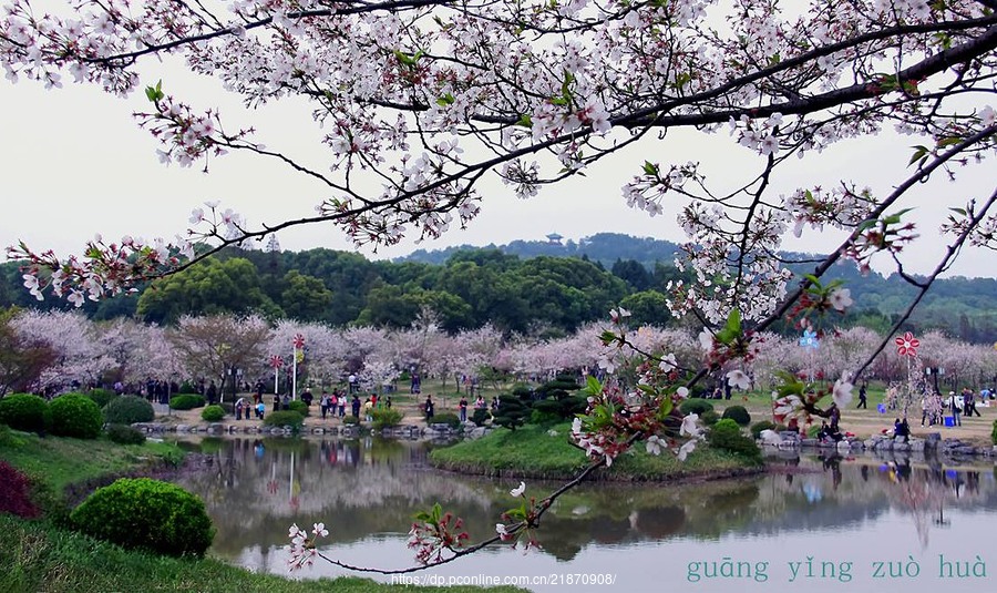 东湖磨山樱花园