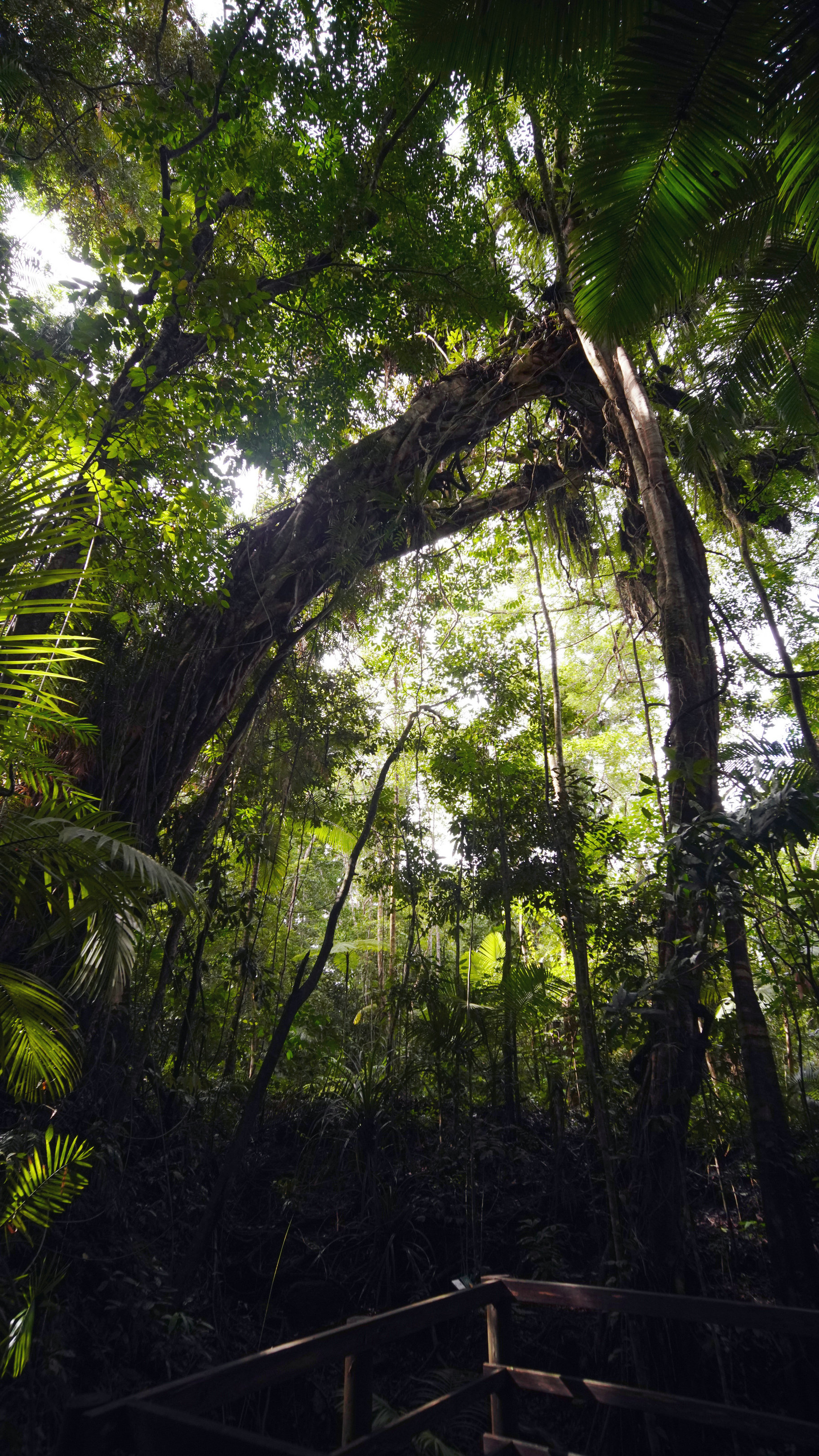 【澳洲自驾之戴恩树热带雨林摄影图片】国外摄影_虹之海_太平洋电脑网