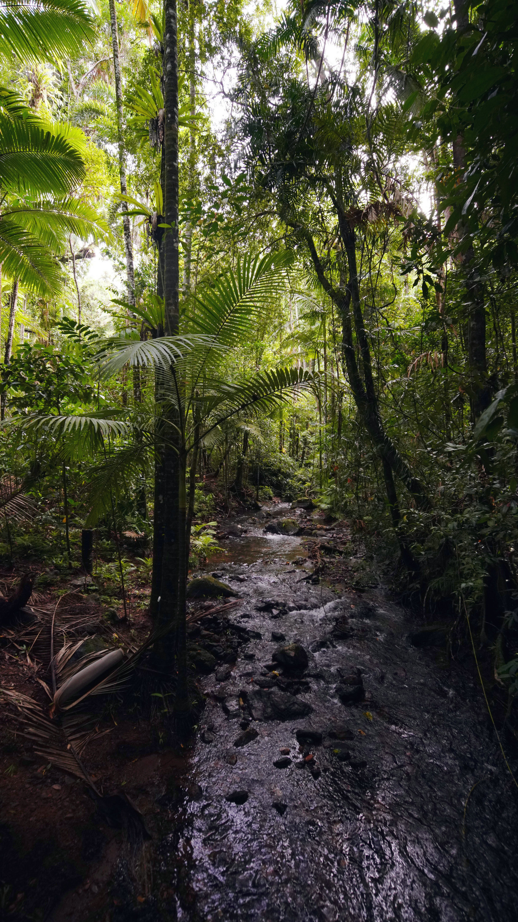 【澳洲自驾之戴恩树热带雨林摄影图片】国外摄影_虹之