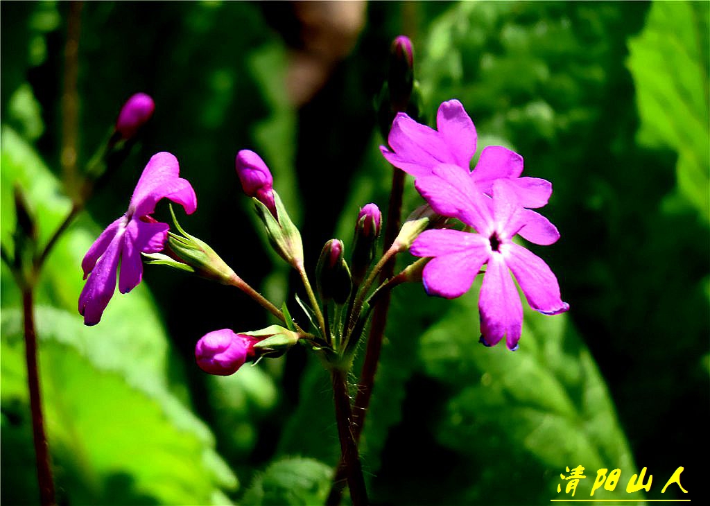 宝清县花卉【樱草花】清阳山人