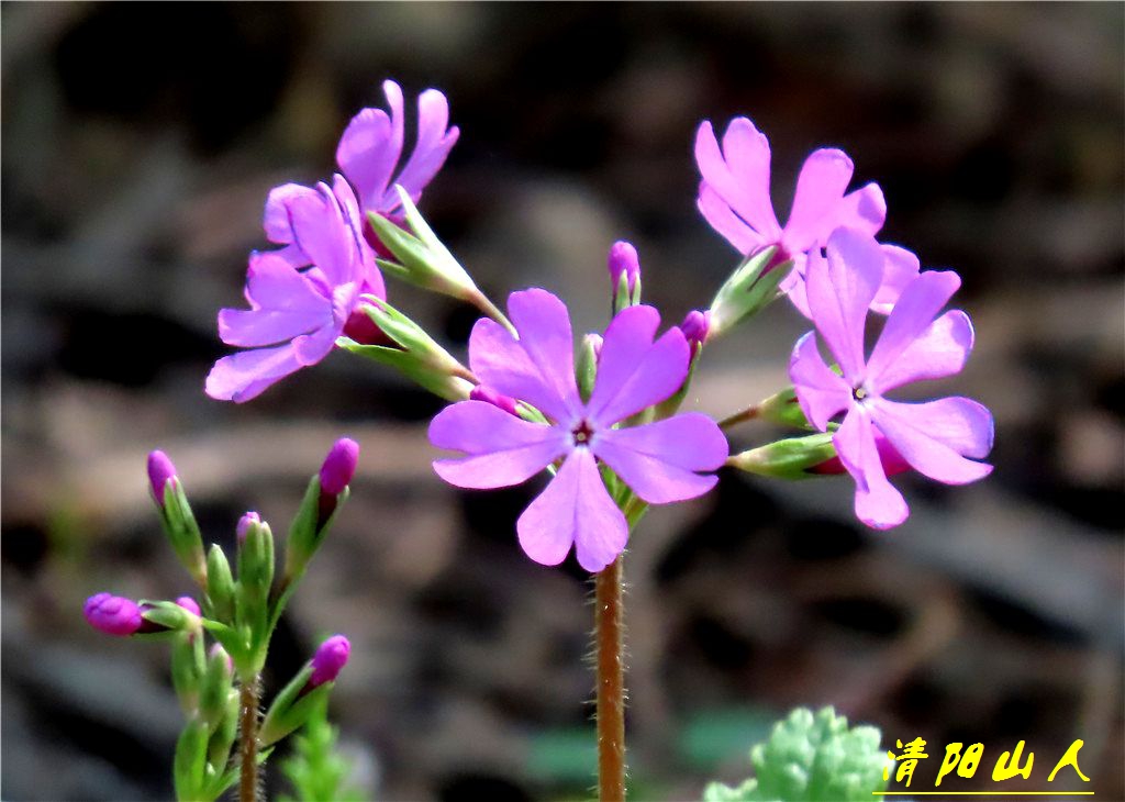 宝清县花卉【樱草花】清阳山人