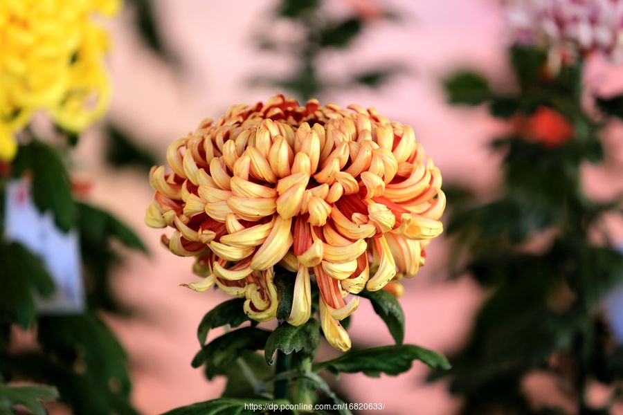 【菊花摄影图片】生活摄影_太平洋电脑网摄影部落