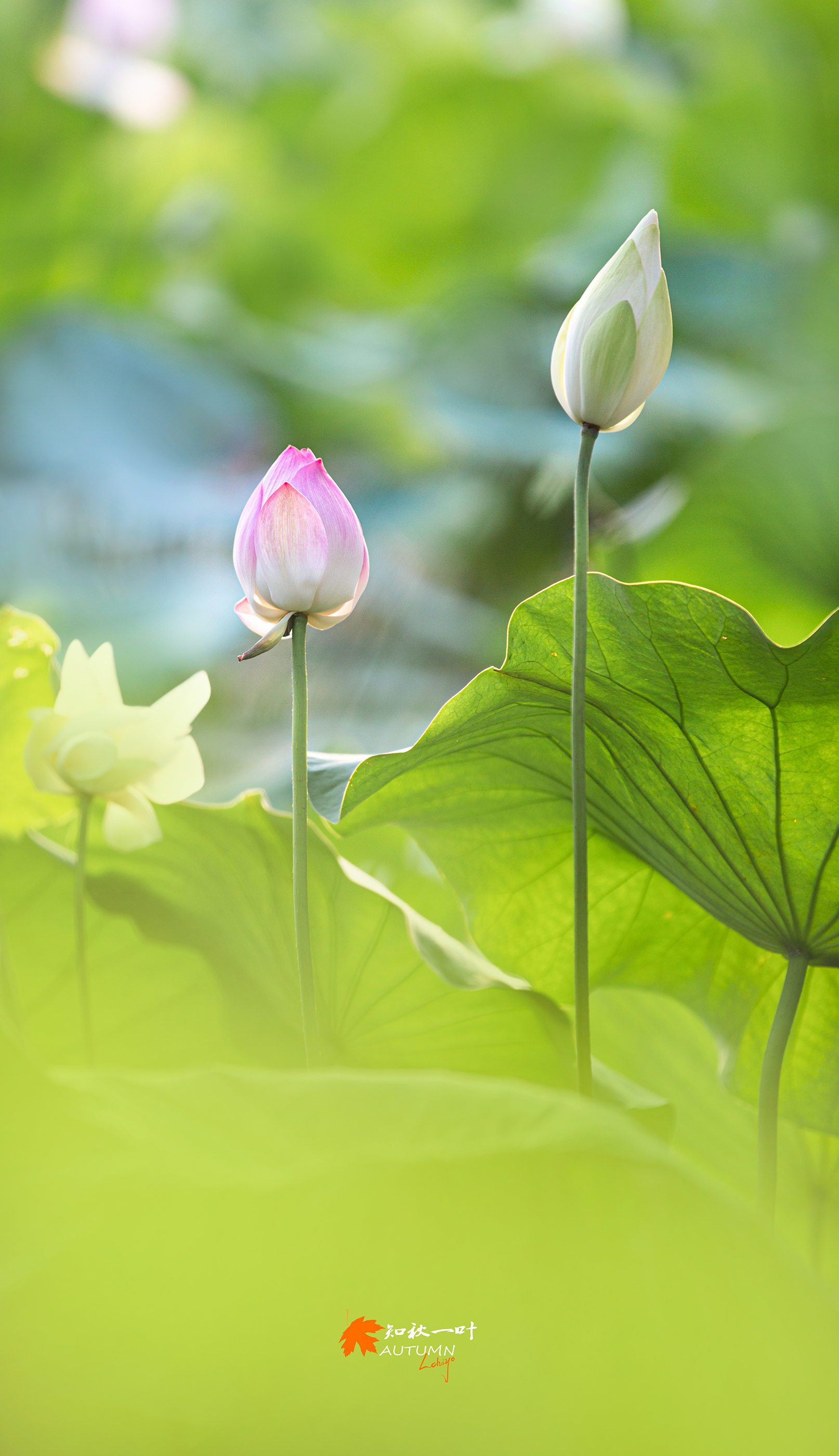 【逆光荷花摄影图片】生态摄影_知秋一叶_太平洋电脑网摄影部落