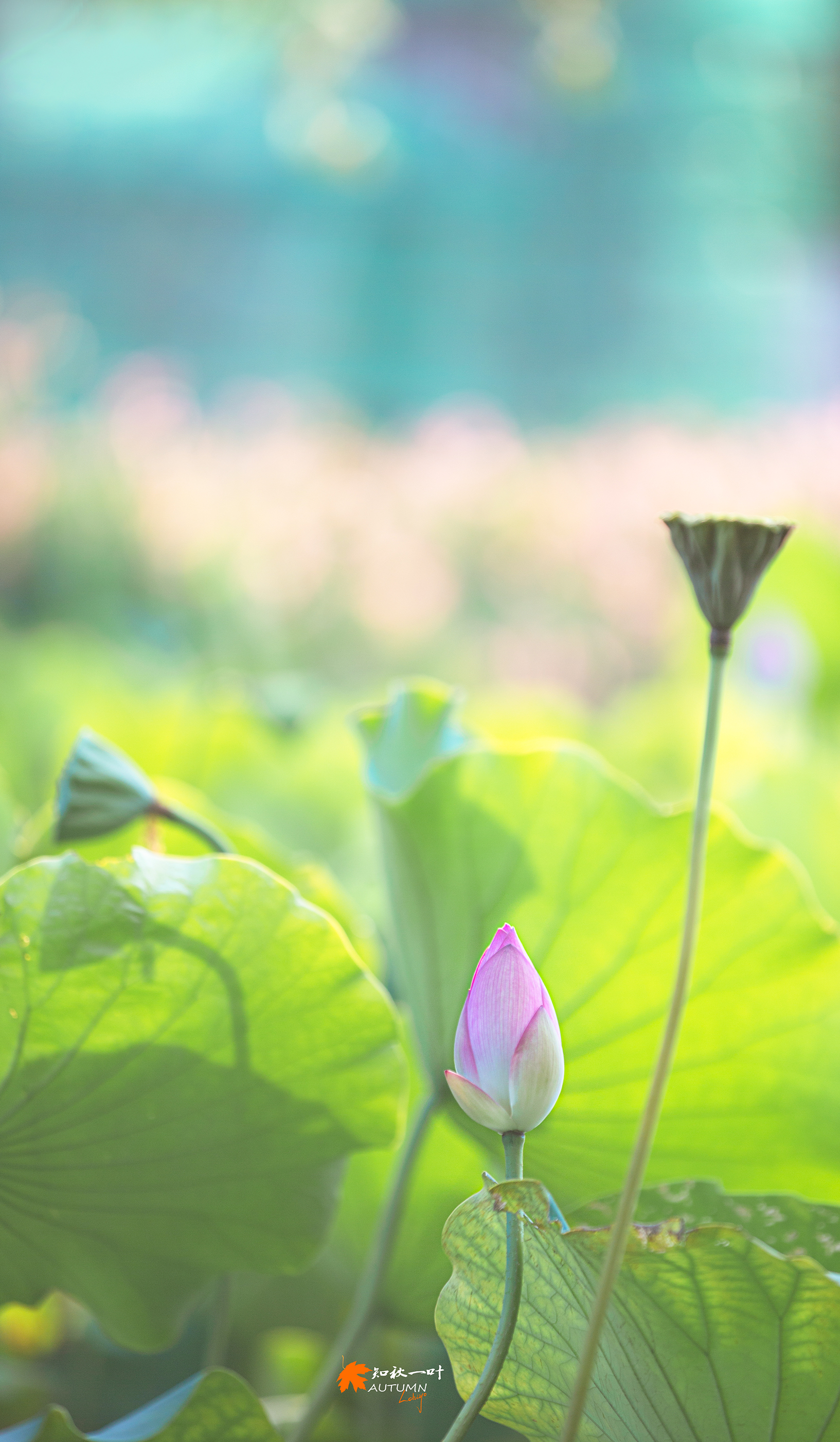 【逆光荷花摄影图片】生态摄影_知秋一叶_太平洋电脑网摄影部落