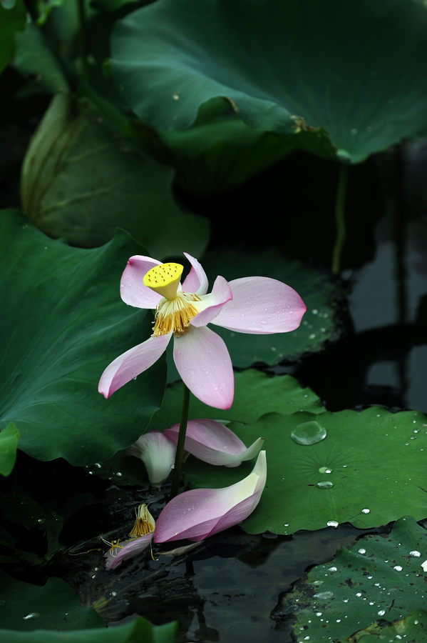 【雨后荷花摄影图片】生活摄影_太平洋电脑网摄影部落