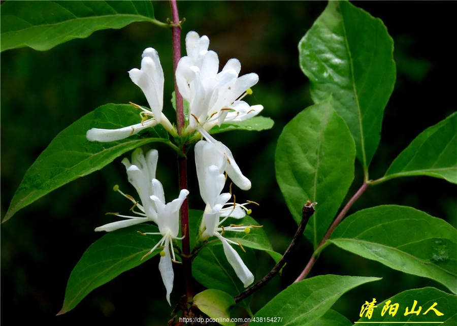 宝清县花卉金银忍冬清阳山人