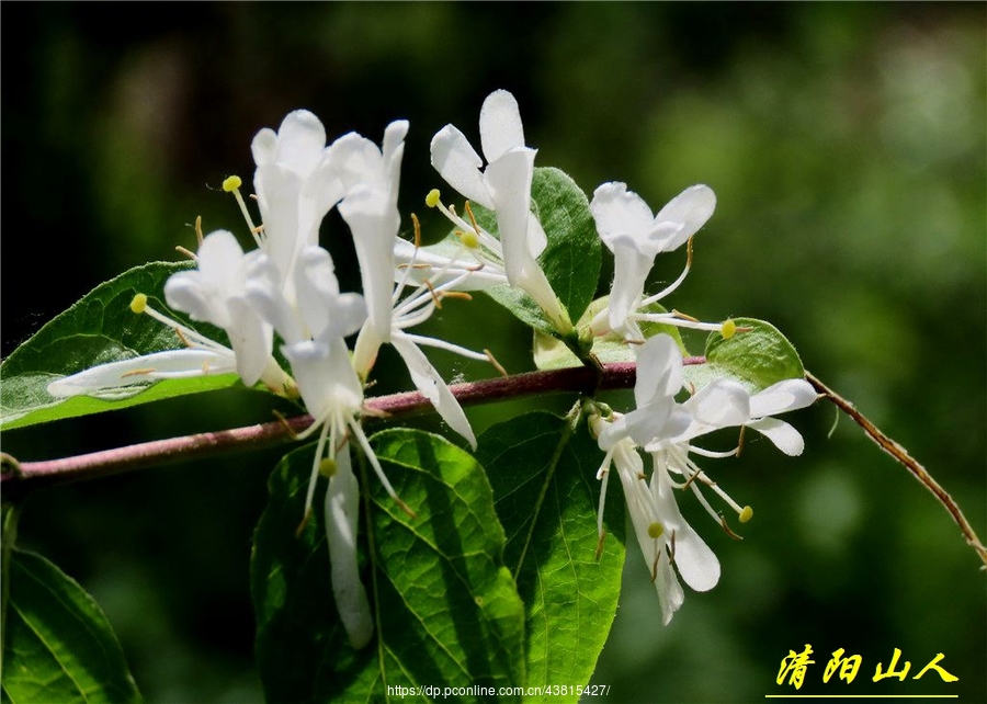 家乡拍摄花卉【金银忍冬花】查看大图曝光:easy shooting光圈:f5.